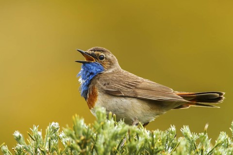 Bluethroat (Luscinia svecica cyanecula) male singing, Avila, Spain
