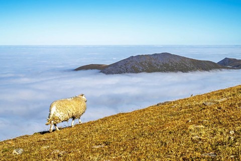 Sheeps on Snowdon Massif, Snowdon Range, Snowdonia, North Wales, UK