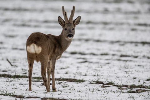 Roe deer (Capreolus capreolus), Lower Saxony, Germany