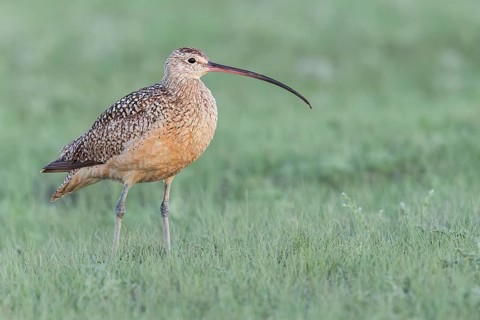 Long-billed Curlew (Numenius americanus) feeding in a field in Saskatchewan, Canada