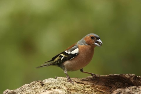 Common Chaffinch (Fringilla coelebs) male, Lower Saxony, Germany