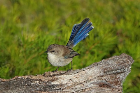 Superb Fairywren (Malurus cyaneus) female, Australia