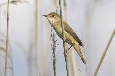 Marsh Warbler (Acrocephalus palustris), Brandenburg, Germany