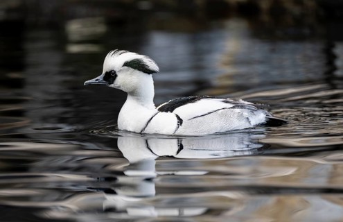 Red-breasted Merganser (Mergellus albellus), swimming in the water, Alaska, USA