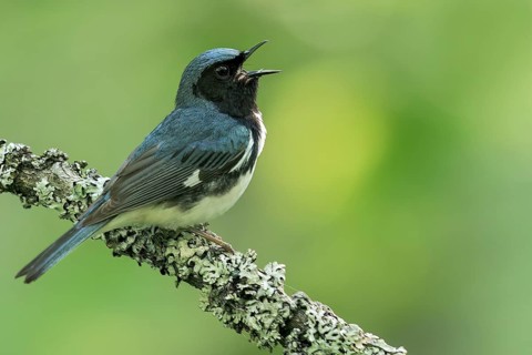 Black-throated Blue Warbler (Dendroica caerulescens) perched on a branch in Ontario, Canada