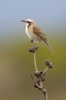 Tawny-crowned Honeyeater (Gliciphila melanops) perched on a branch, Victoria, Australia