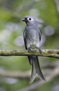 Ashy Drongo (Dicrurus leucophaeus leucogenis), Thailand