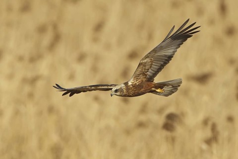 Western Marsh Harrier (Circus aeruginosus) flying, Rhineland-Palatinate, Germany