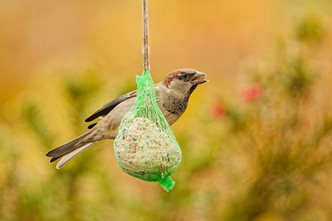 Male house sparrow (Passer domesticus) feeding on a hanging suet ball at a garden bird feeder, warm