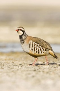 Red-legged Partridge (Alectoris rufa), Castile-La Mancha, Spain