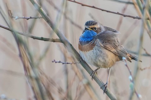 Bluethroat (Luscinia svecica), Emsland, Lower Saxony, Germany