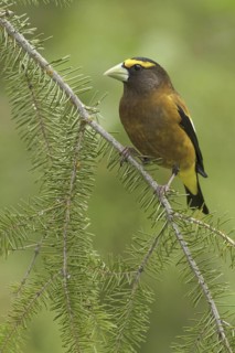 Evening Grosbeak (Hesperiphona vespertina) male, British Columbia, Canada
