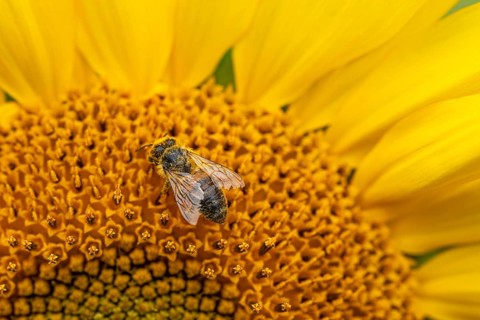 Macro photograph of a honey bee (Apis mellifera) on the bright yellow blossom of a sunflower