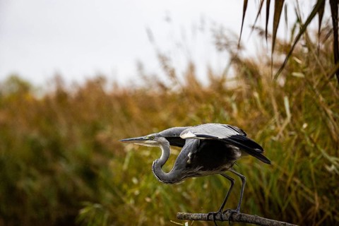 Grey heron (Ardea cinerea) Germany