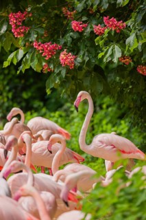A colony of greater flamingo (Phoenicopterus roseus) stand under a blooming red horse-chestnuttree,