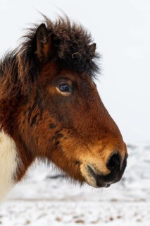 Icelandic horse (Equus ferus caballus), portrait, snow, winter, Iceland, Scandinavia