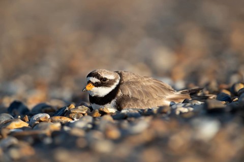Ringed plover (Charadrius hiaticula) adult wading bird on a shingle beach, Suffolk, England, United