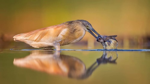 Squacco Heron (Ardeola ralloides) with fish prey, Hungary