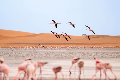 Lesser Flamingos (Phoeniconaias minor) in flight in front of the Namib Desert with lagoon, Walfish