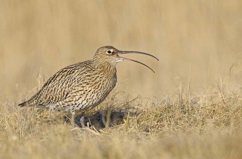 Grosser Brachvogel (Numenius arquata), Curlew, einzelner Altvogel, rufend, April, Insel Texel,