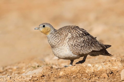 Crowned Sandgrouse (Pterocles coronatus) female, Negev, Israel