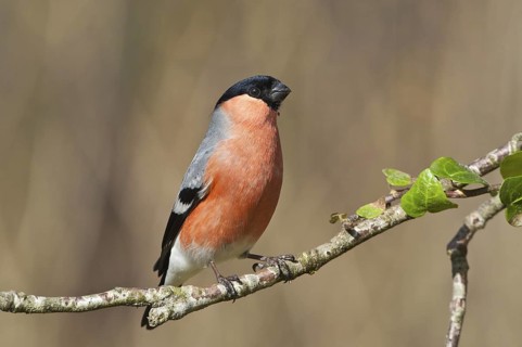 Eurasian Bullfinch (Pyrrhula pyrrhula) male, Schleswig-Holstein, Germany