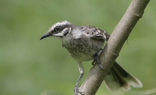 Long-tailed Mockingbird (Mimus longicaudatus), Manabi, Ecuador