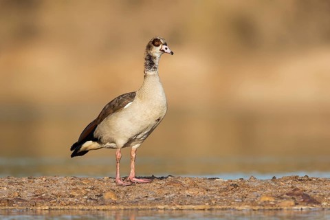 Egyptian Goose (Alopochen aegyptiaca), Eilat, Israel