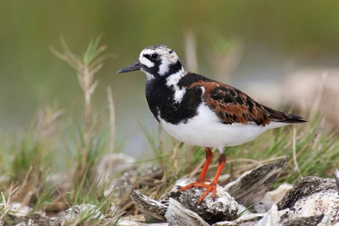 Ruddy Turnstone (Arenaria interpres), Texas, USA