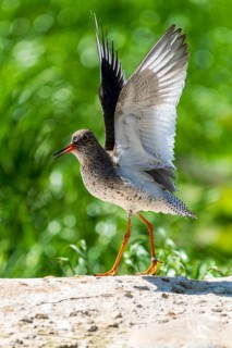 A bird with raised wings balancing on a rock in the light, Redshank, (Tringa totanus), France