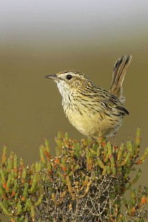 Striated Fieldwren (Calamanthus fuliginosus), Victoria, Australia