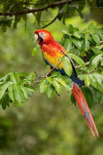 Scarlet Macaw (Ara macao) perched on a branch in Costa Rica, Central America