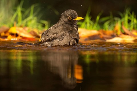 A common blackbird (Turdus merula) enjoys a refreshing bath in a forest pond, surrounded by vibrant