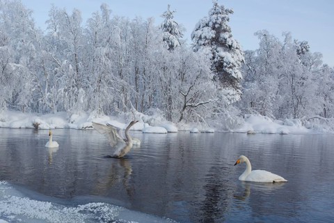 Whooper Swan (Cygnus cygnus) group, Finland