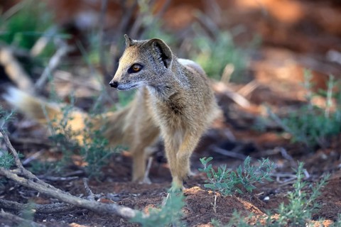 Fox mongoose (Cynictis penicillata), adult, alert, foraging, Mokala National Park, Northern Cape,