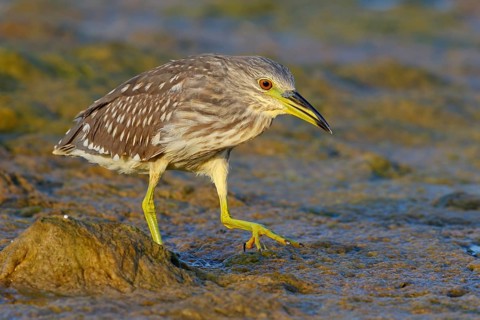 Black-crowned Night Heron, Night Heron, Black-crowned Night-Heron, Nycticorax nycticorax, Bihoreau