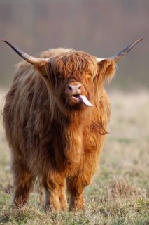 Highland cattle or cow (Bos taurus taurus) adult farm animal sticking its tongue out in a grass