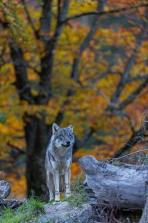 One eurasian gray wolf (Canis lupus lupus) standing between logs on a small hill with a bright and