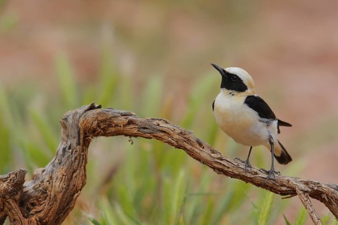 Black-eared Wheatear (Oenanthe hispanica) male perched on a branch, Andalusia, Spain