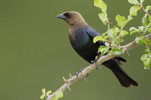 Brown-headed Cowbird (Molothrus ater), Texas, USA