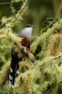 Chestnut-bellied Cuckoo (Coccyzus pluvialis) perched on a branch in Jamaica in the Caribbean