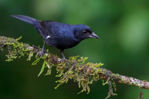 Ruby-crowned Tanager (Tachyphonus coronatus) perched on a branch in the Atlantic rainforest of