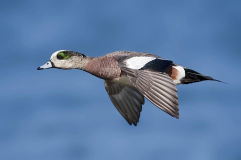 American Wigeon (Mareca americana) male flying, British Columbia, Canada