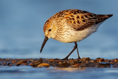 Western Sandpiper (Calidris mauri) feeding along a river in Nome, Alaska