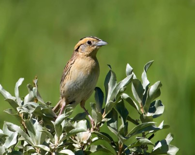 A Le Conte's Sparrow, Toxostoma lecontei, perches in the grass in a Saskatoon field, in