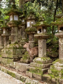 Deer and stone lanterns, Kasuga-taisha shrine, Nara, Japan