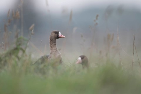 Greater White-fronted Goose (Anser albifrons), North Rhine-Westphalia, Germany
