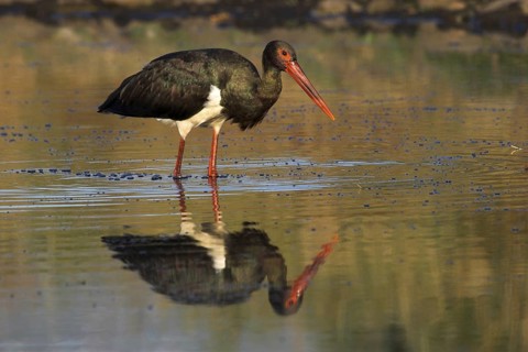 Black Stork (Ciconia nigra) foraging, Castile-La Mancha, Spain