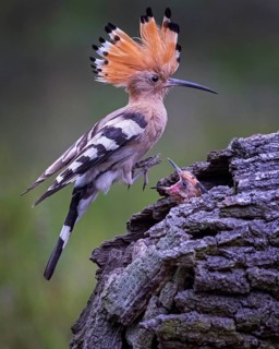Eurasian Hoopoe (Upupa epops) feeding chick in breeding cavity, Saxony-Anhalt, Germany