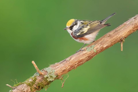 Chestnut-sided Warbler (Setophaga pensylvanica) perched on a branch, Texas, USA